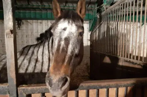 Ferme vernaelde à Coudekerque Branche