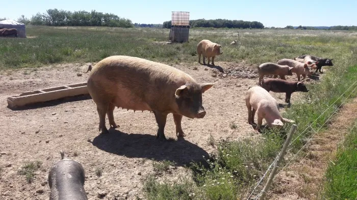 La Ferme des Cochons Bio