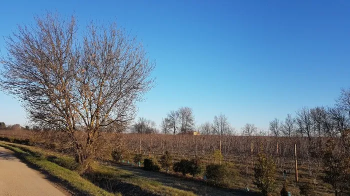 Les Fruits de la Mourre