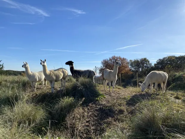 Lamadoué