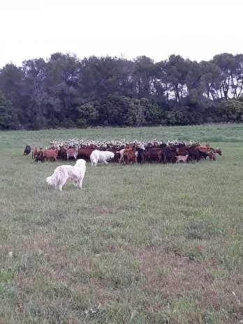 La Chevrerie des Cornues