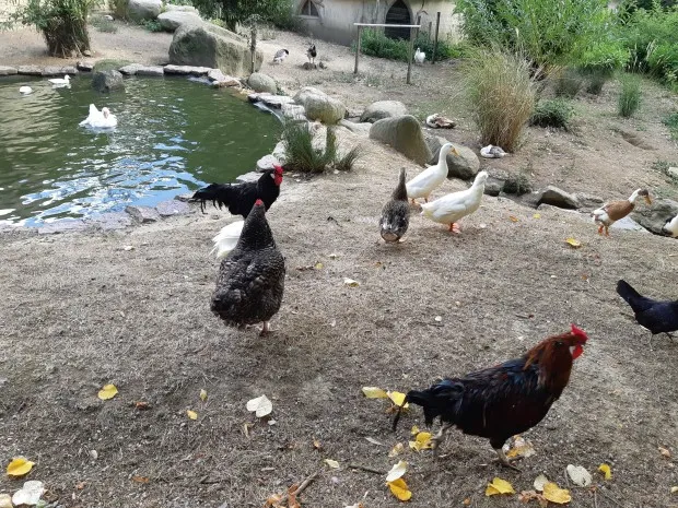 Ferme du Parc du Thabor