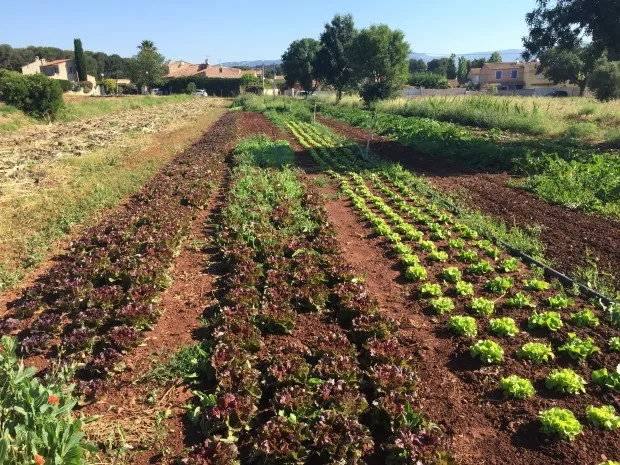 Le potager du Domaine de Fabrégas