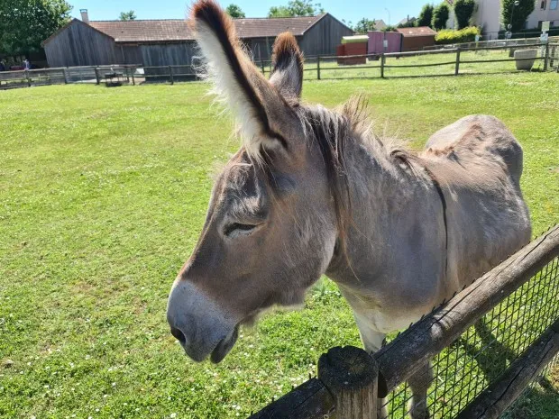 Les Fermes de Gally  Ferme pédagogique