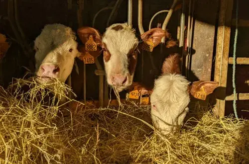 Ferme de la Grand'Mèche