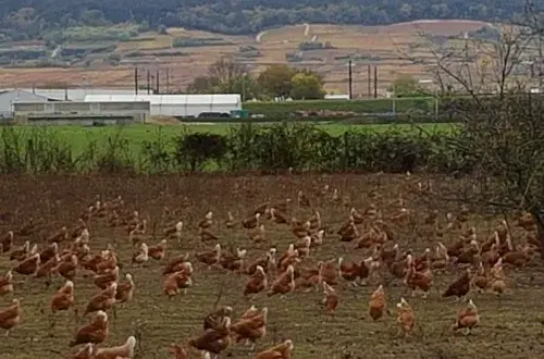 Ferme du Pontot