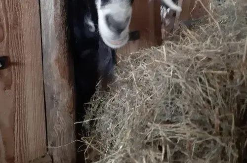 Ferme des ardoisières