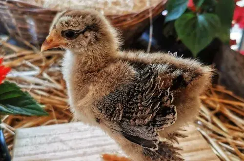 La ferme au naturel de Gaby