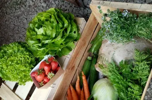 Ferme Plein le Boutoc