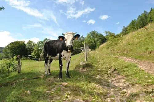 La Ferme du Boskopf