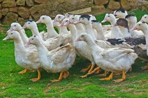 La Ferme Bidaud