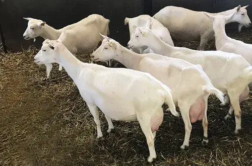 La Ferme du Père Théo