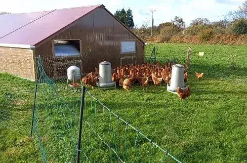 Cotentine'oeufs