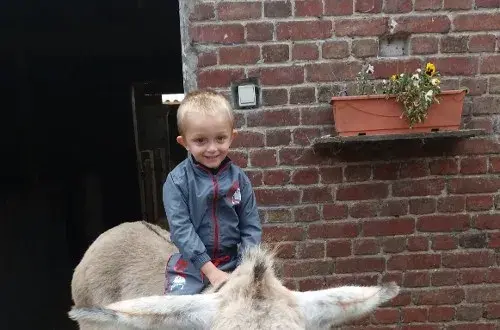 La ferme du coq aux anes
