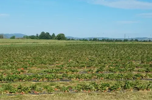 La Ferme du Pin