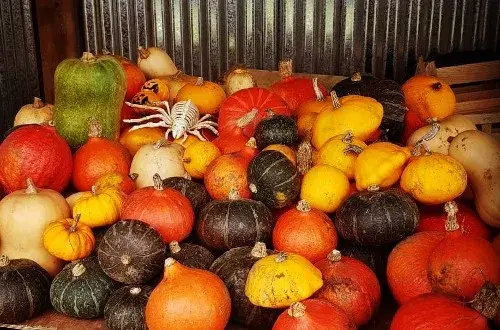 Le Paradis des Légumes
