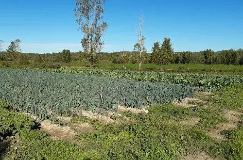 Ferme Ginouguier