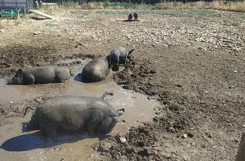 La Ferme de l'authentique