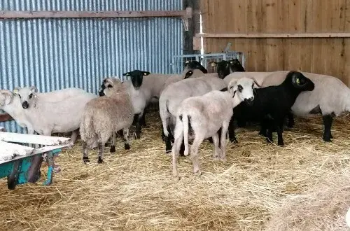 Le Mohair de la Côte d'Emeraude