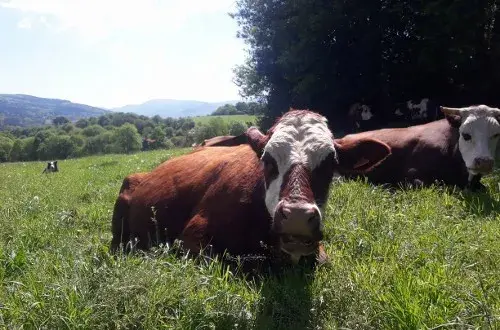 La Ferme de La Métairie Basse
