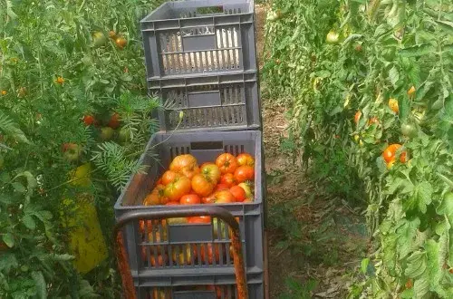 Ma Saison Légumes et fruits AB