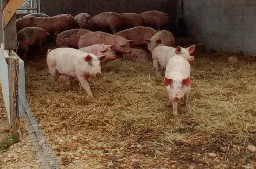 La Ferme du Sevron
