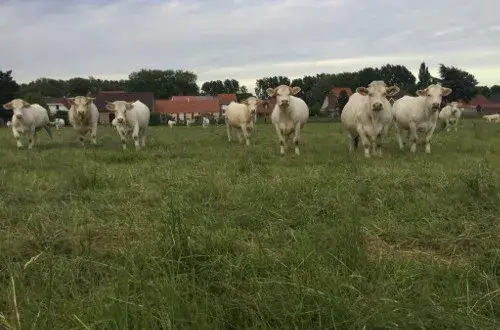 Ferme Saintenoy/Dejaeger