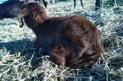 Ferme pédagogique de Pignans Il était une fois la ferme