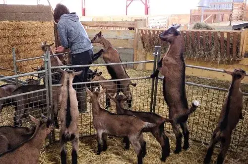 Ferme Diribarne