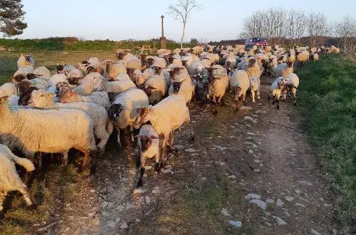 Le Bouchet  Ferme agroécologique  Tisanes de plantes sauvages  Agneaux Bio  Farines Bio