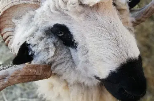 La ferme des bichons