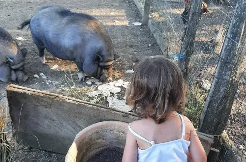 La Ferme de la Bosse