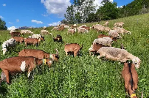 La Ferme du Caban