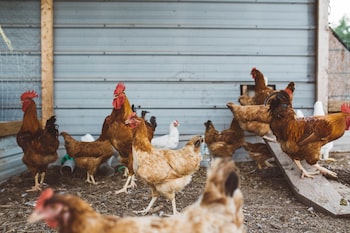photo la ferme du pre bois