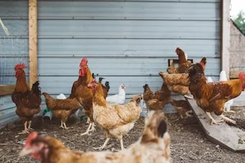 Gaec des Escrabins Ferme Ratier
