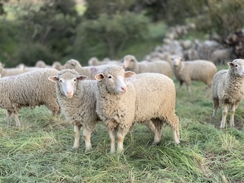 photo sauvée bertrand