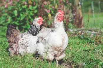 La ferme d’Antonin