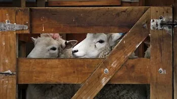 Ferme Landaldea