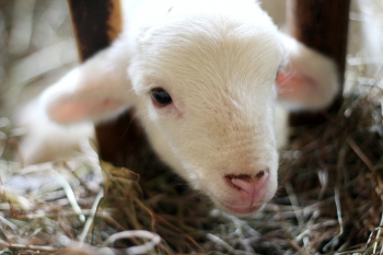 photo la ferme de la vallée